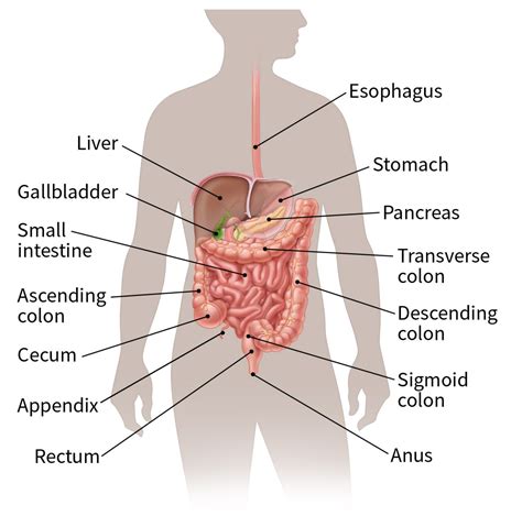 What Is Esophagus Cancer? | What Is Cancer of the Esophagus?