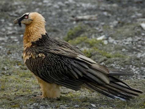 Birds & FaunaBlogging From The Pyrenees | Blogging from the Pyrenees