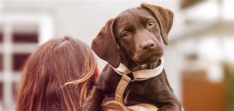 Brown Dogs - The Top 20 Brown Dog Breeds That You'll Love