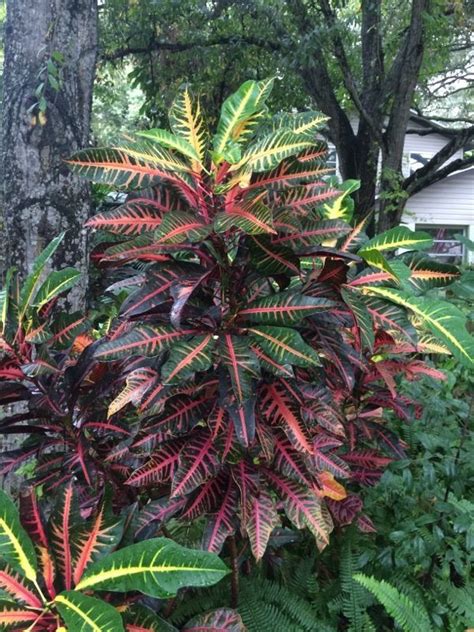 Croton In Florida (codiaeum variegatum): Known for their bold, tropical foliage, crotons are ...