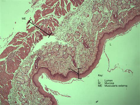 Esophagus | Histology