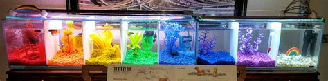 Rainbow fish tank with rainbow fishes | Rainbow fish, Fish tank ...