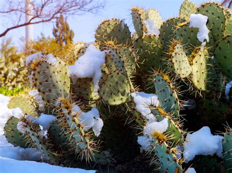 What Cacti Are Cold Hardy – Cold Weather Cactus Varieties