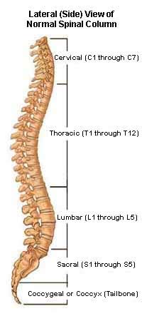 Understanding Spinal Anatomy: Regions of the Spine - Cervical, Thoracic, Lumbar, Sacral