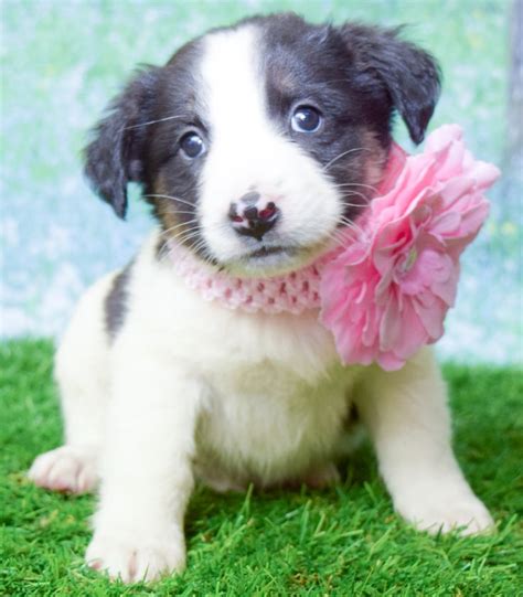 Border Collie dog for Adoption in Denver, CO. ADN-566127 on PuppyFinder.com Gender: Female. Age ...