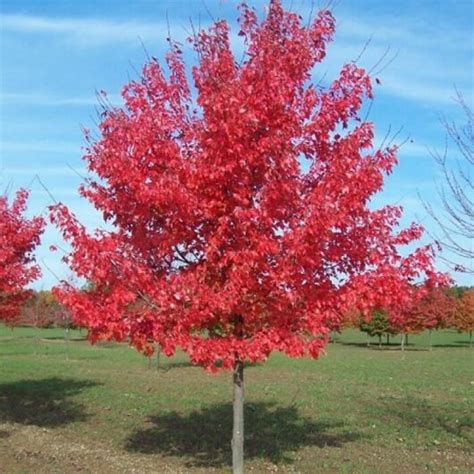 Acer rubrum 'Fairview Flame' Maple - Hello Hello Plants