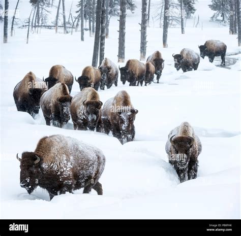 Herd of American bison (Bison bison) in snow, Yellowstone National Park, Wyoming, Yellowstone ...