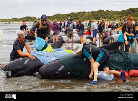 Stranded pilot whale beached on Farewell Spit at the northern tip of ...