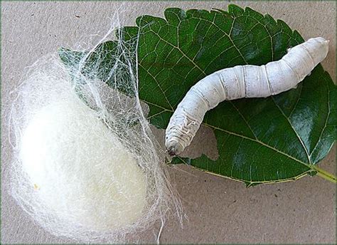 Silkworm and Cocoon on Mulberry Leaf