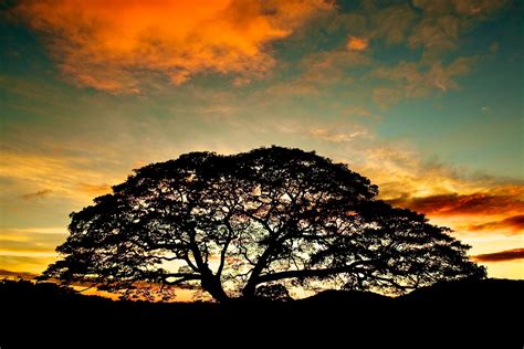 Guanacaste Tree - Its unsuspected properties