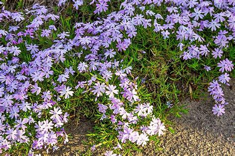 The 15 Best Flowering Ground Covers for Yard | Gardener’s Path