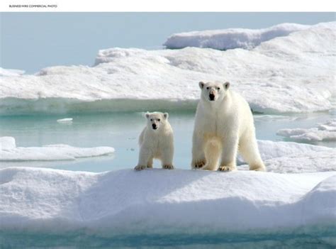 Polar bears could be extinct by century's end, study says - Los Angeles ...