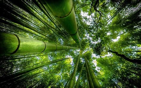 Download wallpapers bamboo, forest, jungle, tall bamboo for desktop ...