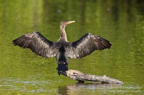 Ding Darling National Wildlife Refuge, Sanibel Island, Florida; a Double-crested Cormorant ...