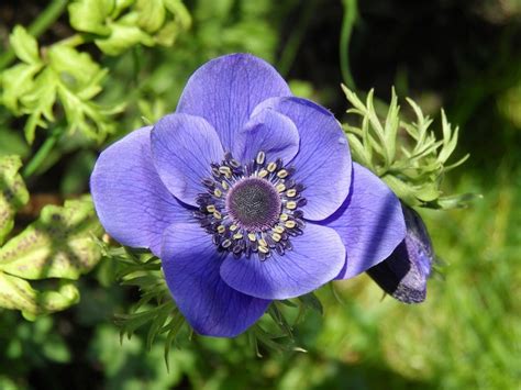 How To Grow Anemones | Winter Garden Landscaping Ideas