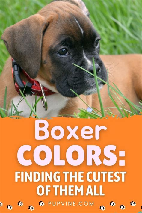 Boxer Colors: Finding The Cutest Of Them All | White boxer puppies, Boxer puppies, American ...