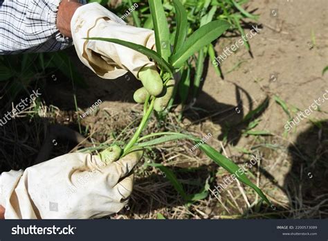 Ipomoea Aquatica Water Morning Glory Cultivation Stock Photo 2200573089 ...