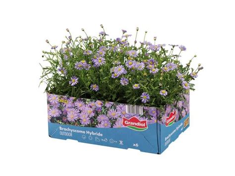 Bedding and Balcony Plants - Lidl - Great Britain - Specials archive