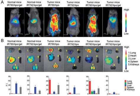 In vivo fluorescence imaging and biodistribution of photosensitizers in ...