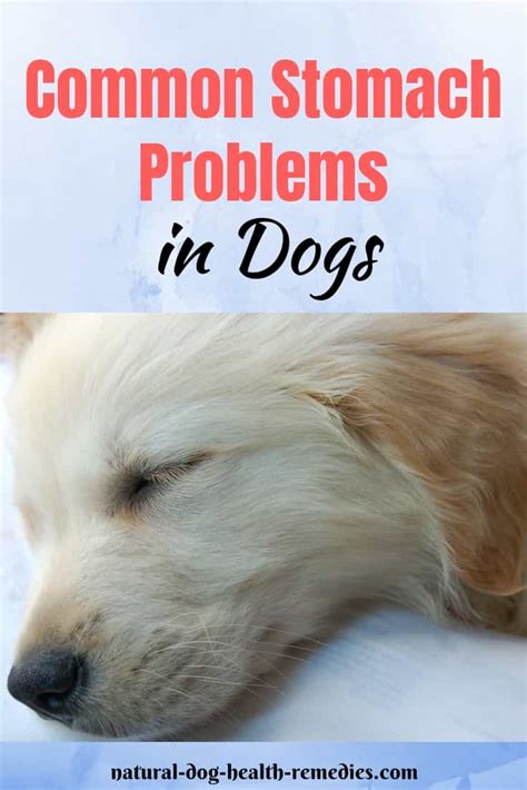 Dog Stomach Problems | Dog Care for Upset Stomach