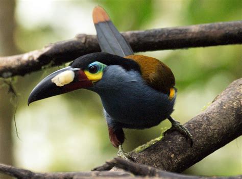 Ramphastidae - Toucans, Barbets, Toucanets, Aracaris Photo Gallery | Wildlife Journal Junior