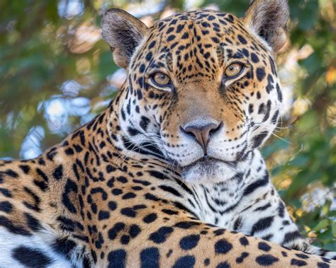 Jaguars - Phoenix Zoo