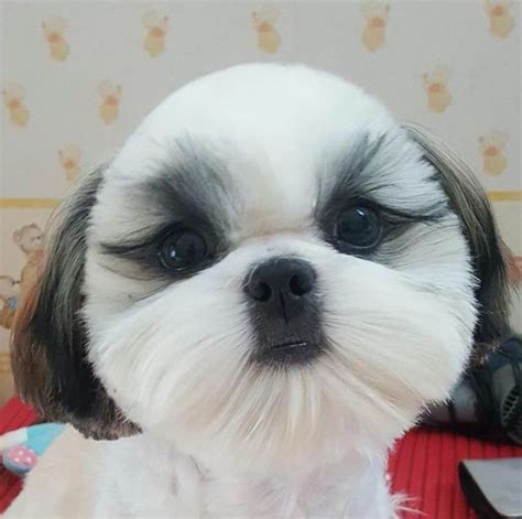 17 Best images about Shih Tzu Hair Styles on Pinterest | Swiss dot, American idol and Tao