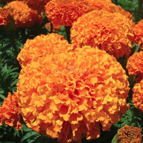 Buy Marigold Orange Flowering Seeds Online at Plants Bazar