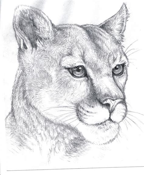 Mountain Lion sketch by Israels-daughter on DeviantArt