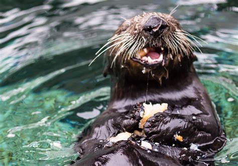 New milestones in southern sea otter conservation – Latest Stories