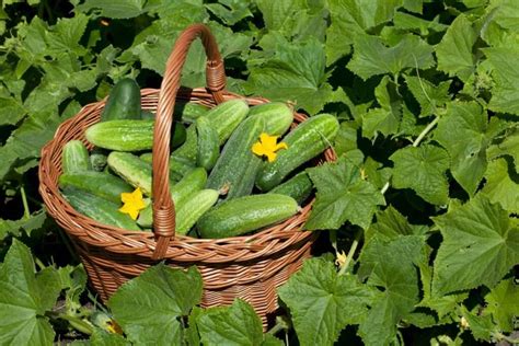 Top 50 Parthenocarpic Cucumbers: The Comprehensive Guide to High-Yield ...