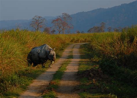 Kaziranga National Park - India's Hidden Gem - The Far Horizon Magazine