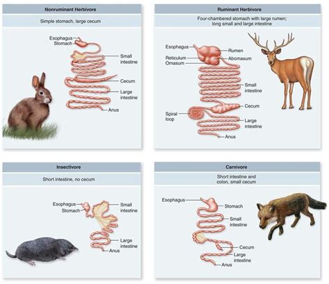 Dogs have a simple, capacious, single chambered and highly acidic stomach capable of destroying ...