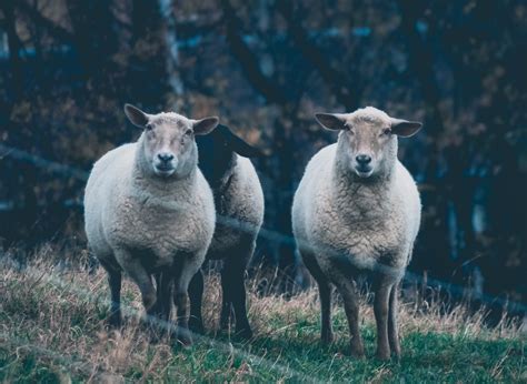 Everything You Need to Know About Fencing for Sheep — J&R Pierce Family ...