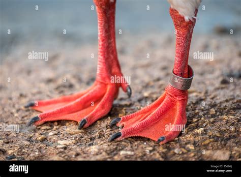 Flamingo feet hi-res stock photography and images - Alamy