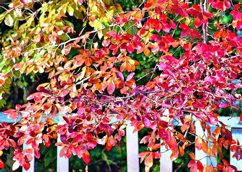 Wallpaper : autumn, fall, colors, leaves, fence, photo, ps, HDR ...