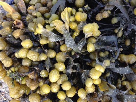 Fucus spiralis high on the shore at Galway, Ireland. | Algae, Stuffed mushrooms, Grapes