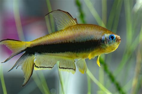 Emperor Tetra Care & Info - Maryland Aquarium Design, Installation, and ...