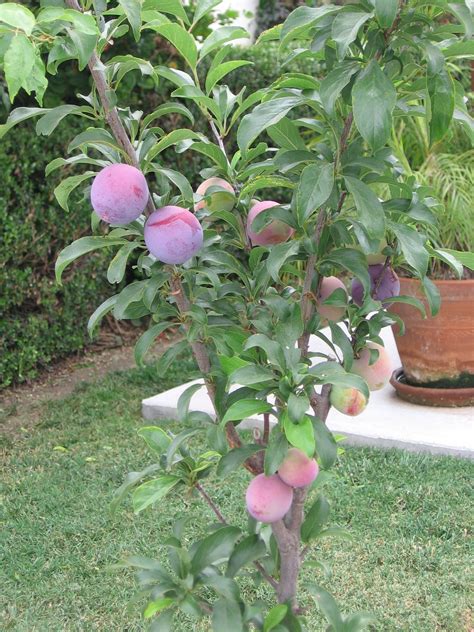 Santa Rosa Ultra Dwarf Plum Tree | Dwarf fruit trees, Flowering plum tree, Small garden