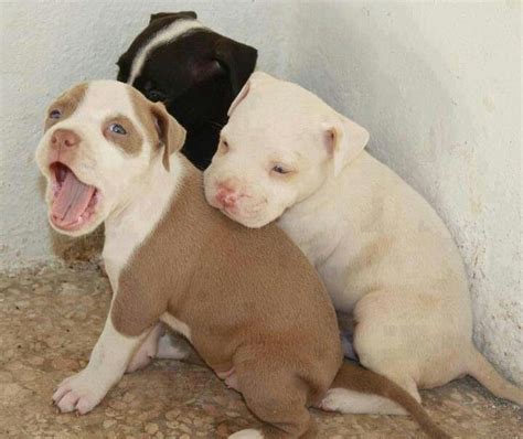 Sweet red-nose puppies | Cute dogs, Pit puppies, Cute animals