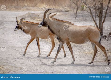 Roan Antelope, Hippotragus Equinus, Savanna Antelope Found In West ...