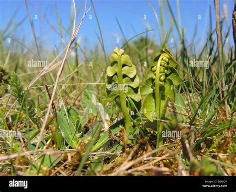 moonwort grape-fern (Botrychium lunaria), young developing plants, Germany, North Rhine ...