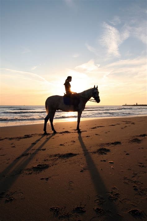 🔥 [46+] Horses on the Beach Wallpapers | WallpaperSafari