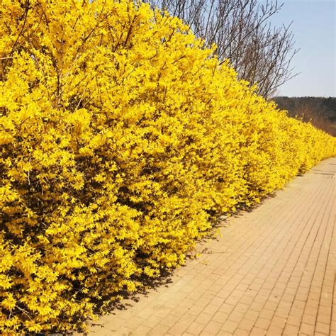 20 Weeping Forsythia Seed Medicinal Values Garden Bonsai Tree Herb Flower 768124027593 | eBay