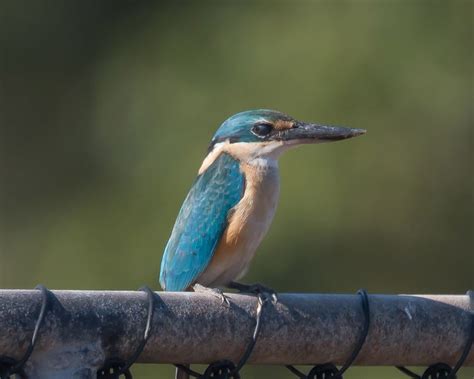 Sacred Kingfisher - BirdForum Opus | BirdForum