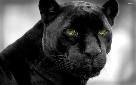 Black Panther Wallpapers - Wallpaper Cave