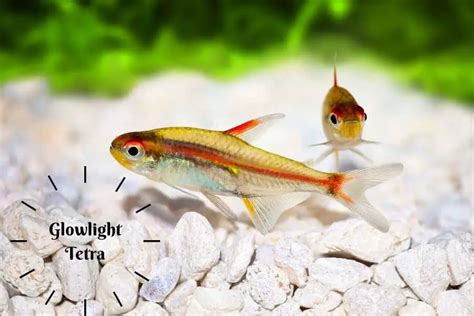 Glowlight Tetra Must Know Care Facts | Ultimate Guide