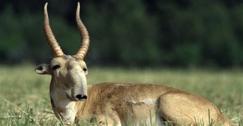 Unique Facts And Information: Saiga antelope An Amazing animal that must be save