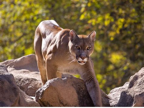 Top 10 Most Dangerous Desert Animals