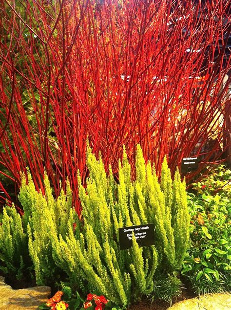 Red twig dogwood adds interest in spring, summer and winter | Twig ...